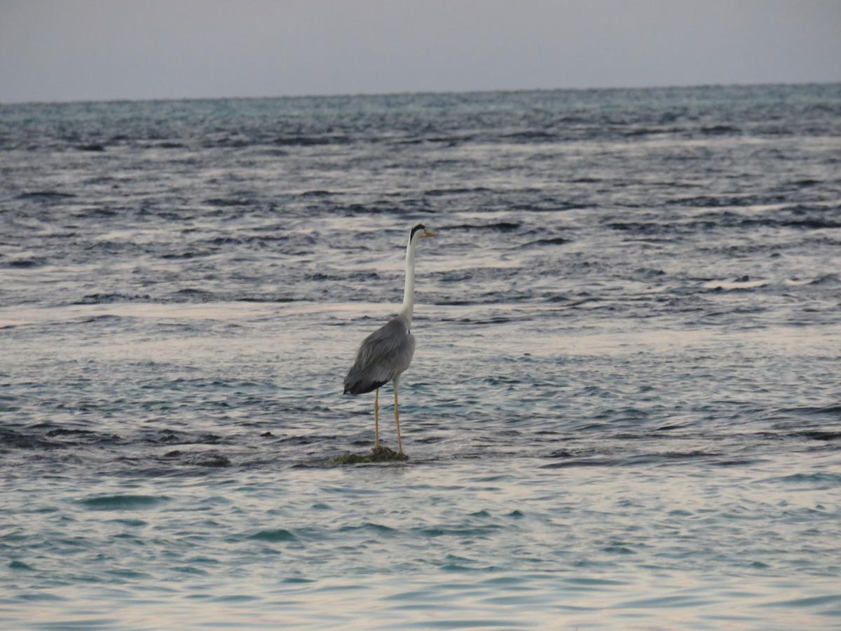 Golhaa View Inn By Tes Thulusdhoo Eksteriør bilde