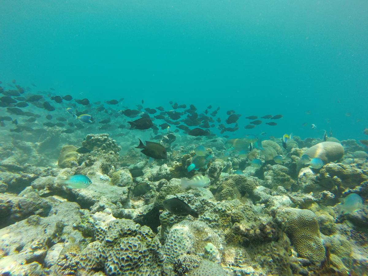 Golhaa View Inn By Tes Thulusdhoo Eksteriør bilde